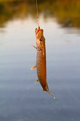 Image showing pike fishing