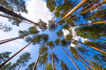 Image showing pine wood and cloud