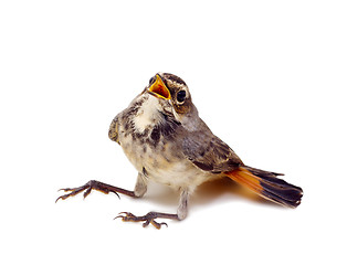 Image showing blue-throated robin bird isolated