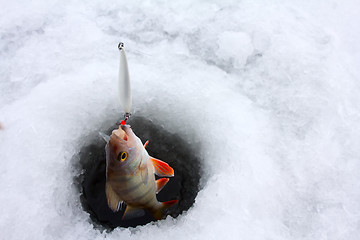 Image showing winter perch fishing leisure