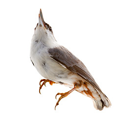 Image showing bird isolated on a white background. nutcracker