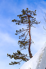 Image showing winter pine on the mountain