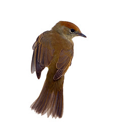 Image showing bird isolated on a white background (Black-cap)