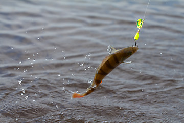 Image showing Perch fishing