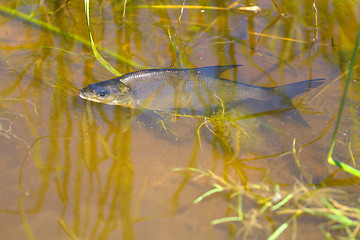 Image showing white-eye fish underwater