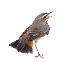 Image showing blue-throated robin bird isolated