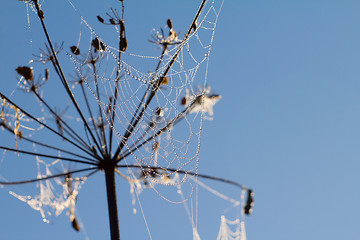 Image showing dew on spider web