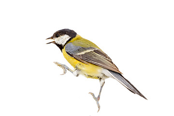 Image showing  titmouse bird isolated on white