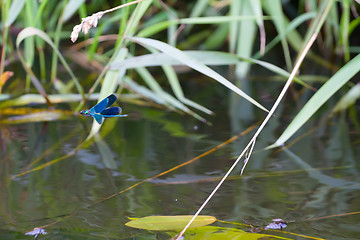 Image showing dragonfly in the summer on the river