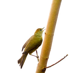 Image showing bird isolated on a white background (Black-cap)