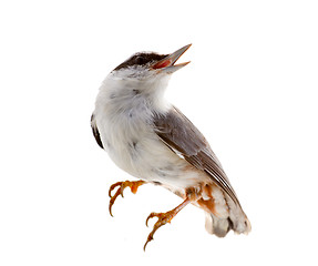 Image showing bird isolated on a white background. nutcracker