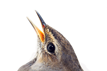 Image showing blue-throated robin bird isolated