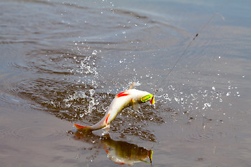 Image showing Perch fishing
