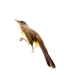 Image showing bird isolated on a white background (Black-cap)