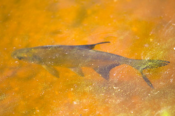 Image showing white-eye fish underwater