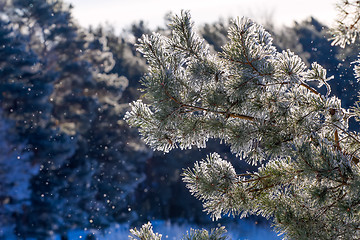 Image showing winter, fir-tree in  frost