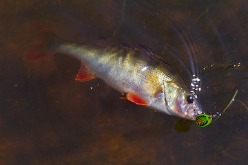 Image showing Perch caught on spinning