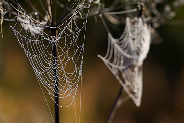 Image showing dew on spider web