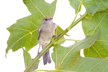 Image showing bird on a maple (Black-cap)