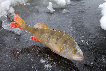 Image showing winter perch fishing leisure