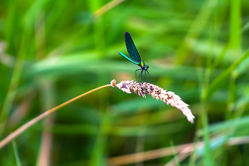 Image showing dragonfly in the summer on the river