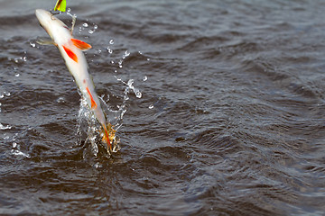 Image showing Perch fishing