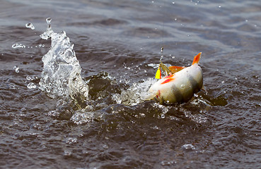 Image showing Perch fishing