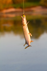 Image showing pike fishing