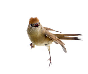 Image showing bird isolated on a white background (Black-cap)