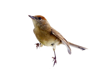 Image showing bird isolated on a white background (Black-cap)