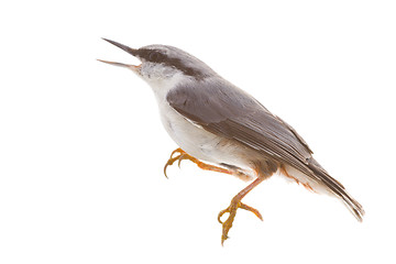 Image showing bird isolated on a white background. nutcracker