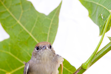 Image showing bird on a maple (Black-cap)