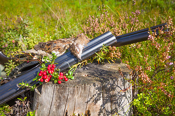 Image showing hunting hazel grouse bird