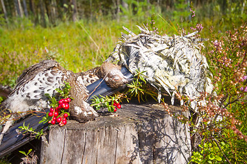 Image showing hunting hazel grouse bird