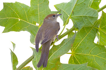 Image showing bird on a maple (Black-cap)