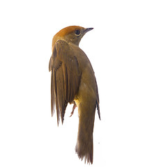 Image showing bird isolated on a white background (Black-cap)