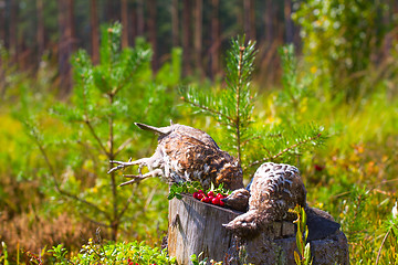 Image showing hunting hazel grouse bird