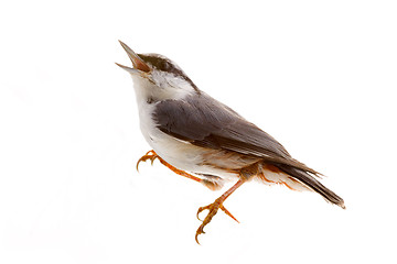 Image showing bird isolated on a white background. nutcracker