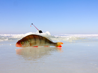 Image showing winter perch fishing leisure