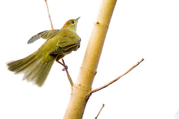 Image showing bird isolated on a white background (Black-cap)