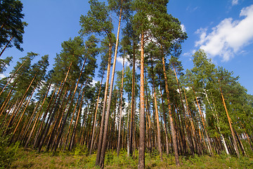 Image showing pine wood and cloud