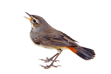 Image showing blue-throated robin bird isolated