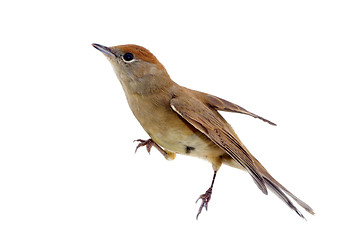 Image showing bird isolated on a white background (Black-cap)