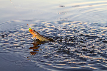 Image showing pike fishing