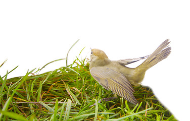 Image showing bird isolated on a white background (Black-cap)