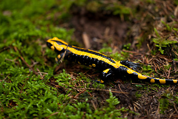 Image showing fire salamander salamandra closeup in forest outdoor