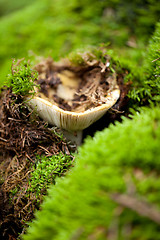 Image showing brown mushroom autumn outdoor macro closeup 