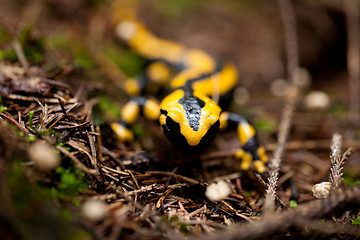 Image showing fire salamander salamandra closeup in forest outdoor