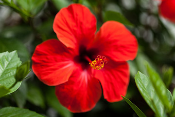 Image showing beautiful red hibiscus flower in summer outdoor