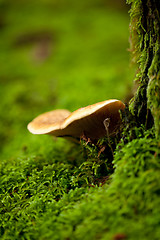 Image showing brown mushroom autumn outdoor macro closeup 